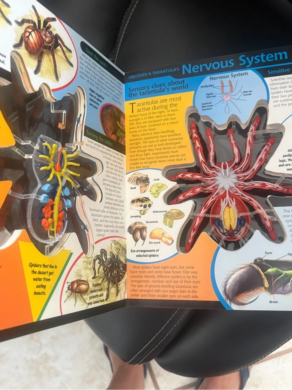 Source Unknown 3D Tarantula Model - Orange and Black